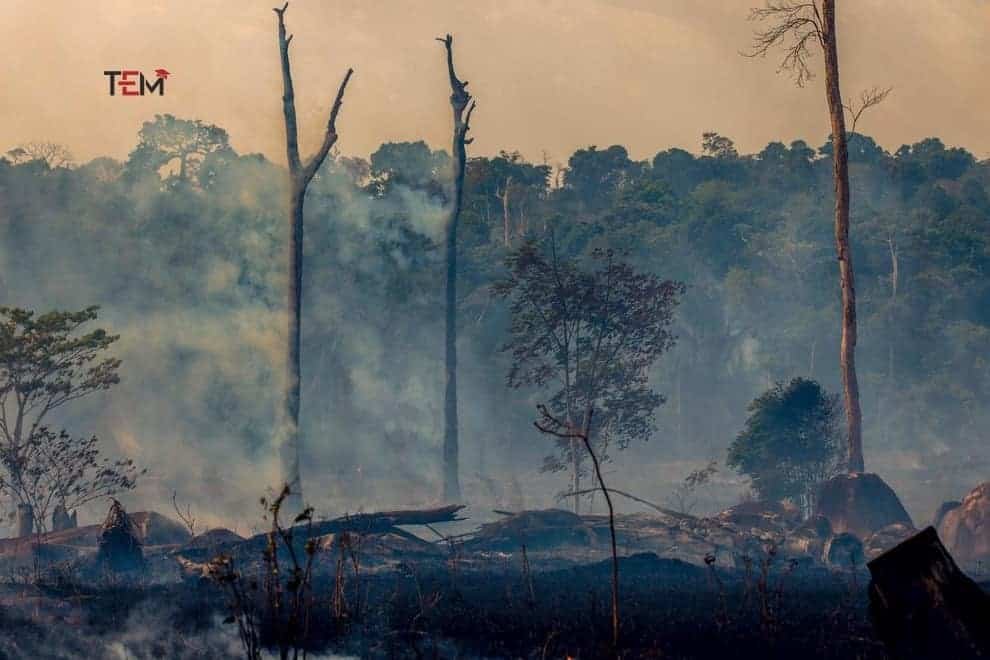Amazon Rainforest Fire