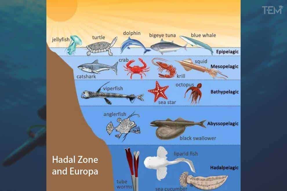 Hadal Zone Hadal Zone