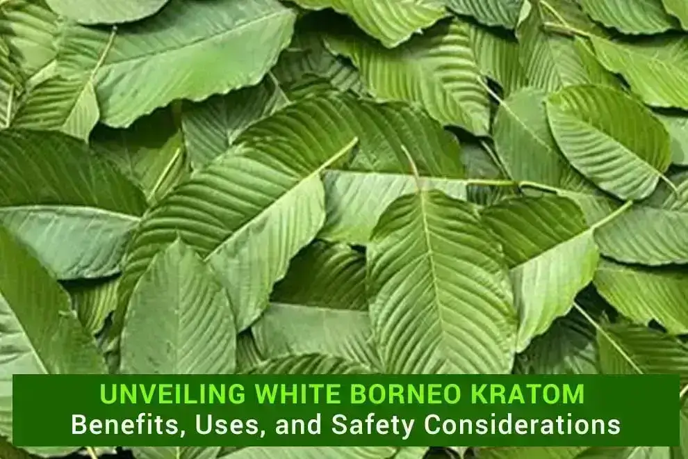 White Borneo Kratom